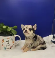 frank, a male Chihuahua for sale in Tickfaw, LA – Photo 2 of 3