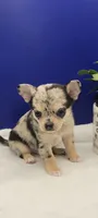 frank, a male Chihuahua for sale in Tickfaw, LA – Photo 3 of 3