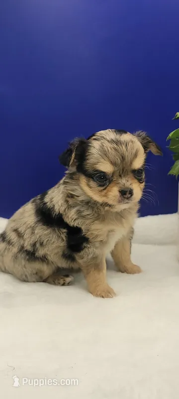 Fred – Chihuahua puppy for sale in Tickfaw, LA