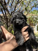 Poodle, a male Poodle - Toy  and Poodle - Miniature  for sale in Phoenix, AZ – Photo 4 of 5