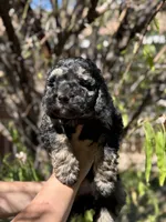 Poodle, a male Poodle - Toy  and Poodle - Miniature  for sale in Phoenix, AZ – Photo 2 of 5