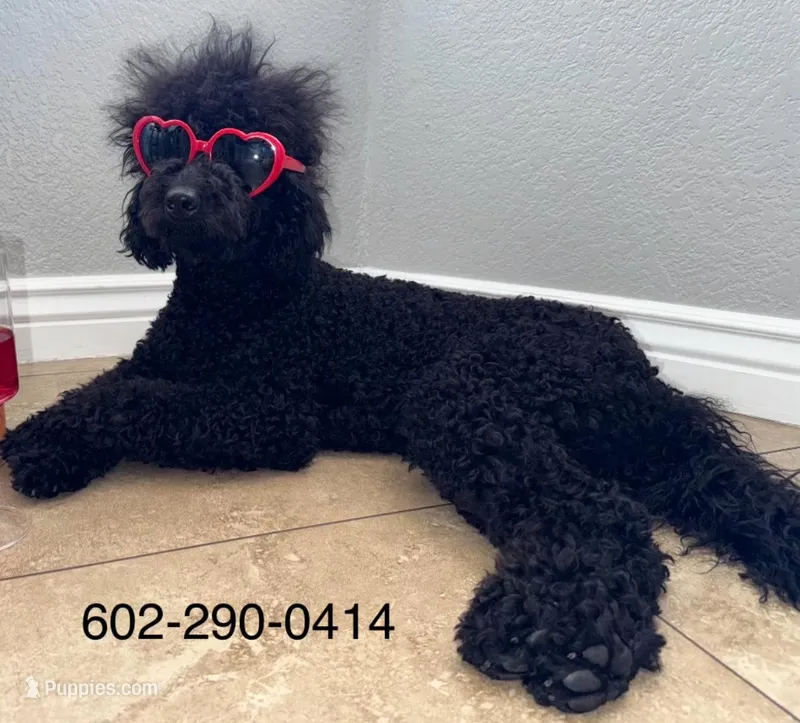 Poodle, a male Poodle - Toy  and Poodle - Miniature  for sale in Phoenix, AZ – Photo 1 of 5