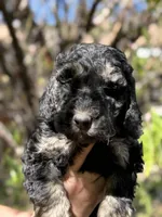Poodle, a male Poodle - Toy  and Poodle - Miniature  for sale in Phoenix, AZ – Photo 3 of 5
