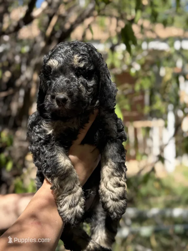 Mini golden doodle  – Miniature Goldendoodle puppy for sale in Phoenix, AZ