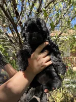 Mini golden doodle, a female Miniature Goldendoodle for sale in Phoenix, AZ – Photo 1 of 2