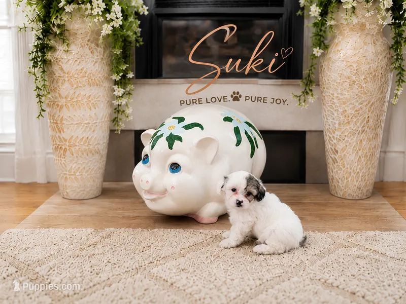 Suki – Shichon puppy for sale in Columbia, SC
