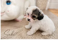 Suki, a female Shichon for sale in Columbia, SC – 2 of 3