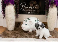 Bumi, a male Shichon for sale in Columbia, SC – 2 of 2