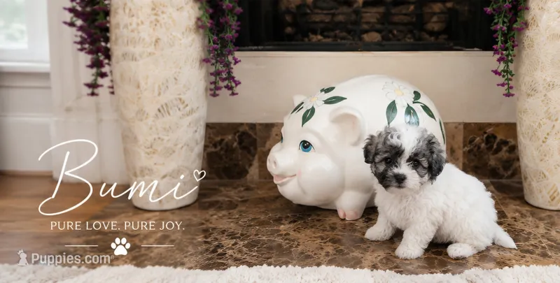 Bumi – Shichon puppy for sale in Columbia, SC