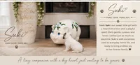 Suki, a female Shichon for sale in Columbia, SC – 3 of 3