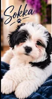 Sokka, a male Shichon for sale in Columbia, SC – 3 of 4