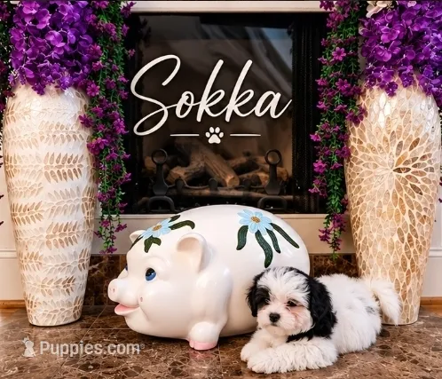 Sokka – Shichon puppy for sale in Columbia, SC