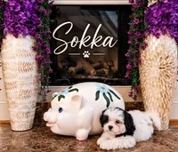 Sokka, a male Shichon for sale in Columbia, SC – 1 of 4