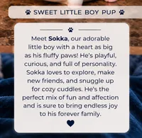 Sokka, a male Shichon for sale in Columbia, SC – 4 of 4