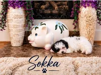 Sokka, a male Shichon for sale in Columbia, SC – 2 of 4