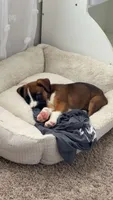 winnie, a female Boxer and Labrador Retriever for sale in Searcy, AR – 2 of 4