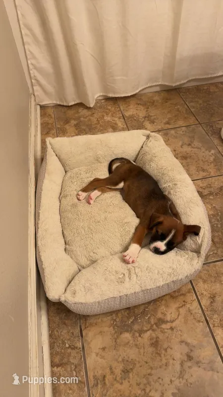 winnie – Boxer, Labrador Retriever puppy for sale in Searcy, AR