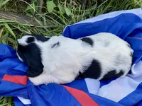 Patriot, a male English Springer Spaniel for sale in Doon, IA – 4 of 10