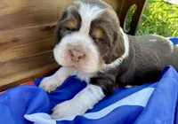 Yankee, a female English Springer Spaniel for sale in Doon, IA – 4 of 10