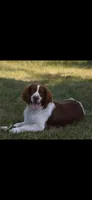 Patriot, a male English Springer Spaniel for sale in Doon, IA – 8 of 10