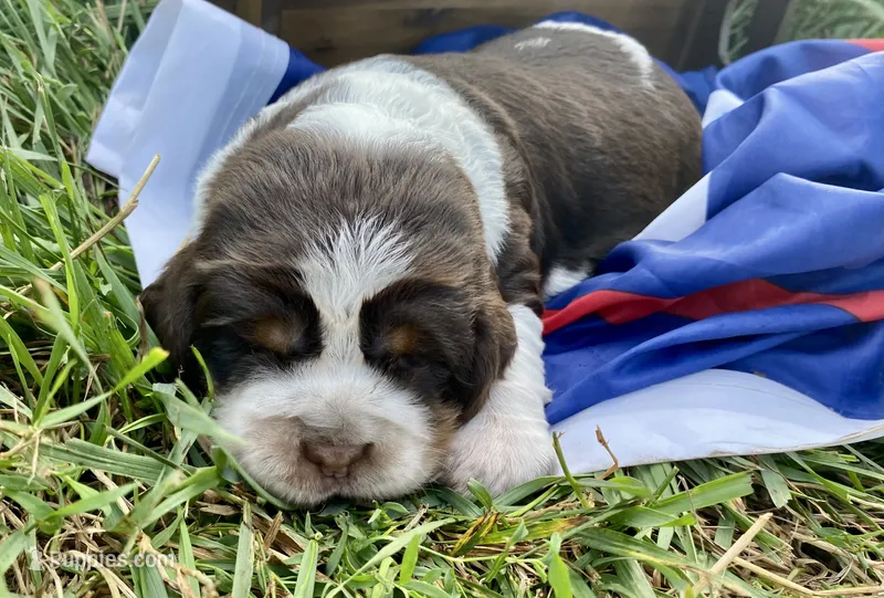 Yankee – English Springer Spaniel puppy for sale in Doon, IA