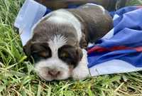 Yankee, a female English Springer Spaniel for sale in Doon, IA – 1 of 10