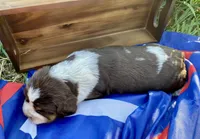 Yankee, a female English Springer Spaniel for sale in Doon, IA – 5 of 10