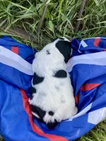 Patriot, a male English Springer Spaniel for sale in Doon, IA – 3 of 10