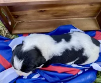 Rosy, a female English Springer Spaniel for sale in Doon, IA – 2 of 10