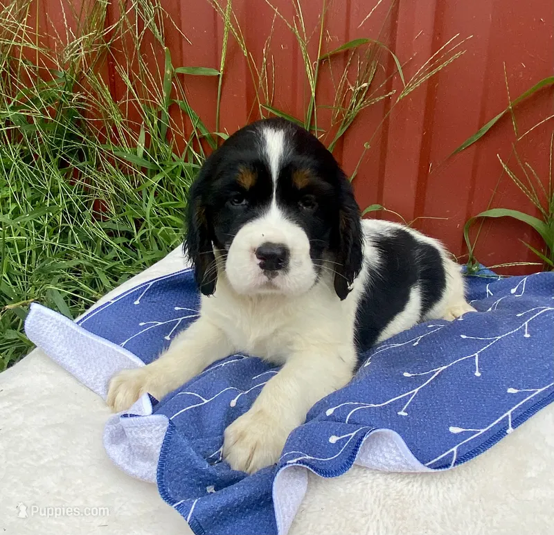 Rosy – English Springer Spaniel puppy for sale in Doon, IA
