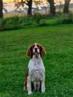 Yankee, a female English Springer Spaniel for sale in Doon, IA – 8 of 10