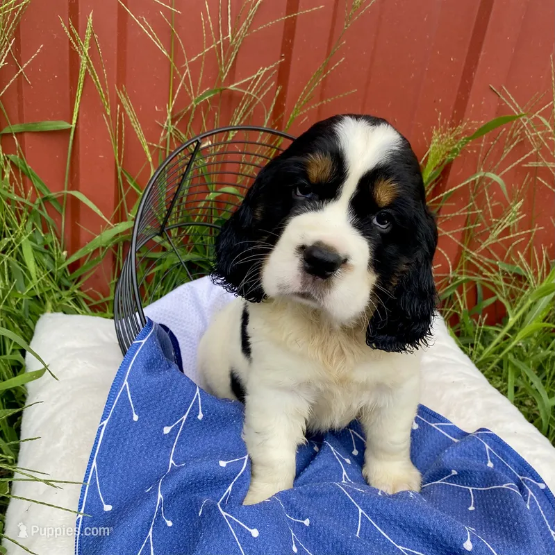 Patriot – English Springer Spaniel puppy for sale in Doon, IA