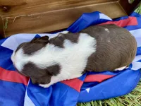 Liberty, a female English Springer Spaniel for sale in Doon, IA – 5 of 10