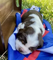 Liberty, a female English Springer Spaniel for sale in Doon, IA – 4 of 10