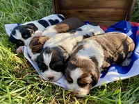 Rosy, a female English Springer Spaniel for sale in Doon, IA – 6 of 10