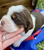 Liberty, a female English Springer Spaniel for sale in Doon, IA – 3 of 10