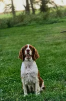 Patriot, a male English Springer Spaniel for sale in Doon, IA – 7 of 10