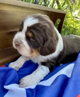 Yankee, a female English Springer Spaniel for sale in Doon, IA – 2 of 10