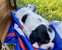 Patriot, a male English Springer Spaniel for sale in Doon, IA – 2 of 10