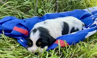 Patriot, a male English Springer Spaniel for sale in Doon, IA – 5 of 10