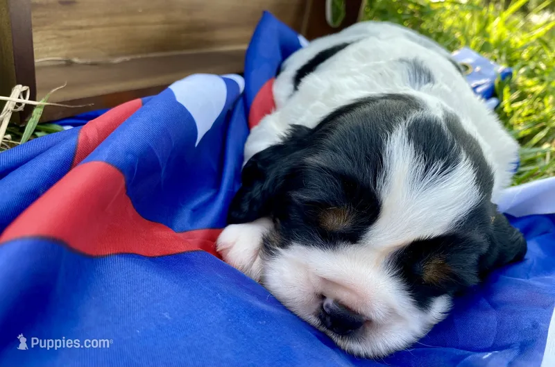 Patriot – English Springer Spaniel puppy for sale in Doon, IA