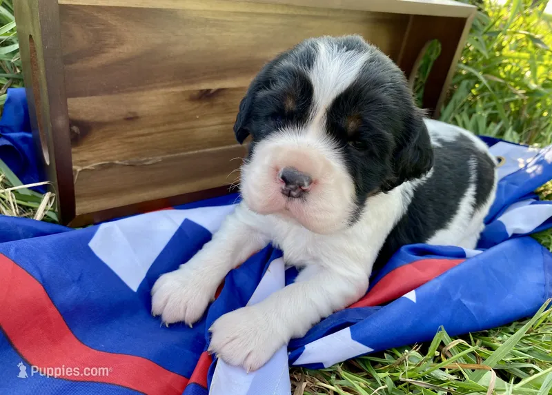 Rosy – English Springer Spaniel puppy for sale in Doon, IA