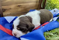 Liberty, a female English Springer Spaniel for sale in Doon, IA – 2 of 10