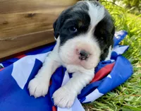 Rosy, a female English Springer Spaniel for sale in Doon, IA – 3 of 10