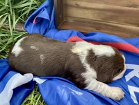Yankee, a female English Springer Spaniel for sale in Doon, IA – 3 of 10