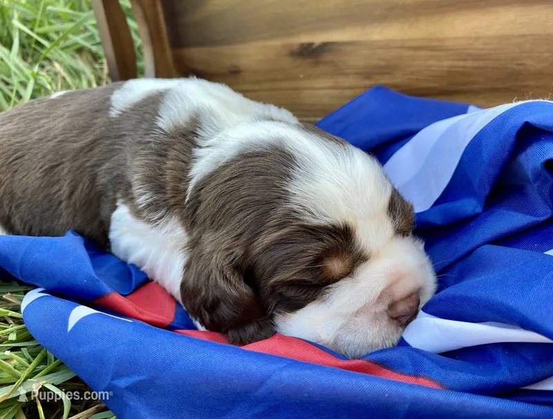 Liberty – English Springer Spaniel puppy for sale in Doon, IA