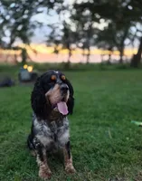 Liberty, a female English Springer Spaniel for sale in Doon, IA – 9 of 10