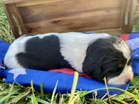 Rosy, a female English Springer Spaniel for sale in Doon, IA – 5 of 10