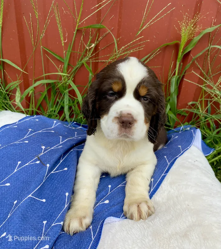 Liberty – English Springer Spaniel puppy for sale in Doon, IA