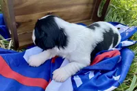 Rosy, a female English Springer Spaniel for sale in Doon, IA – 4 of 10